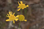 Coastal plain honeycombhead